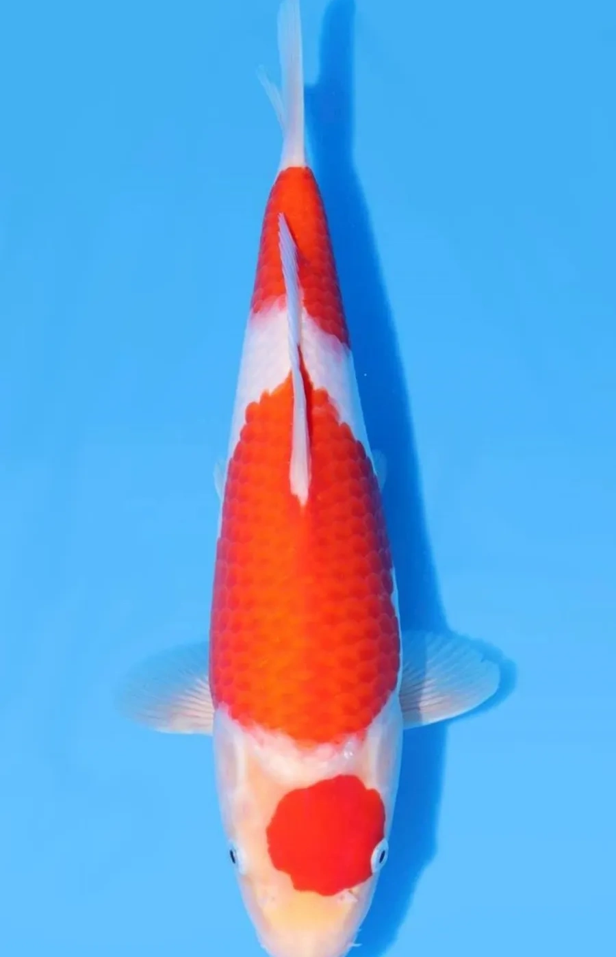 Koi Web Auction No 2 - July 2026 koi 1