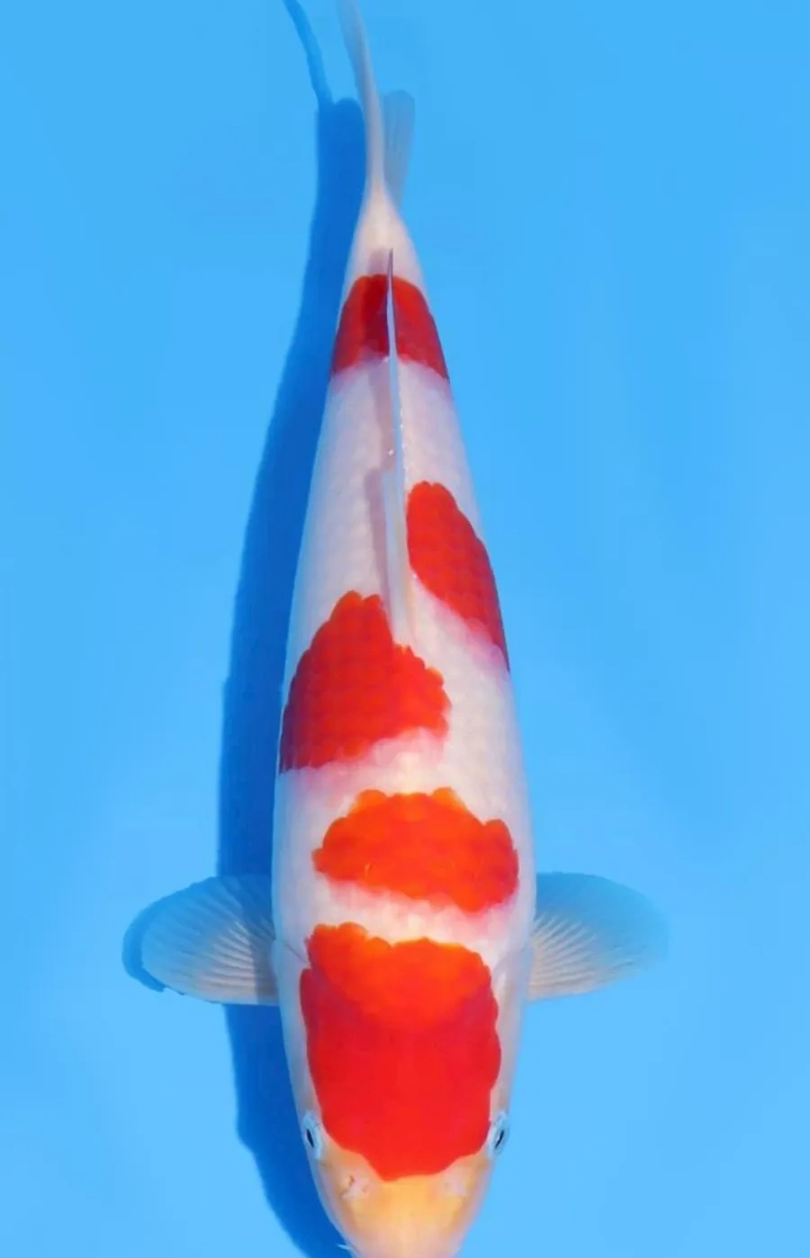 Koi Web Auction No 2 - July 2026 koi 2
