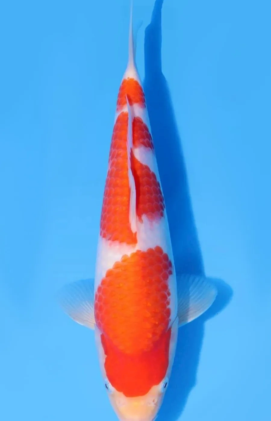 Koi Web Auction No 2 - July 2026 koi 3