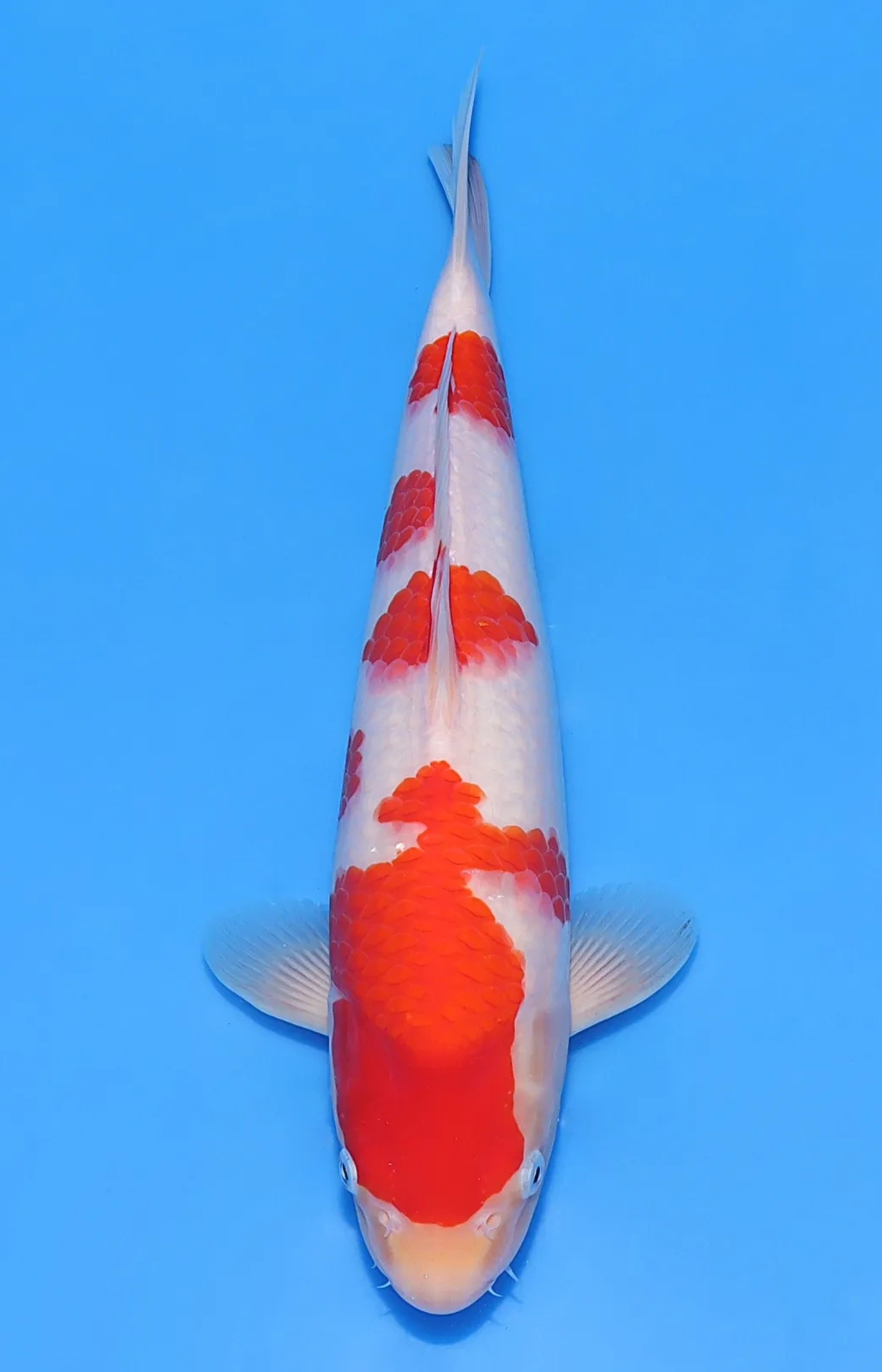 Koi Web Auction No 2 - July 2026 koi 4