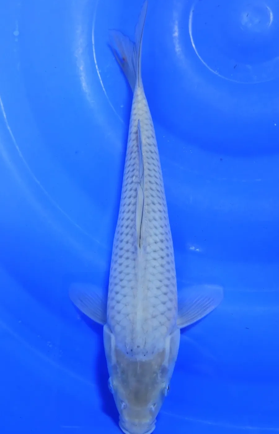Koi Web Auction No 3 - October 2026 koi 1