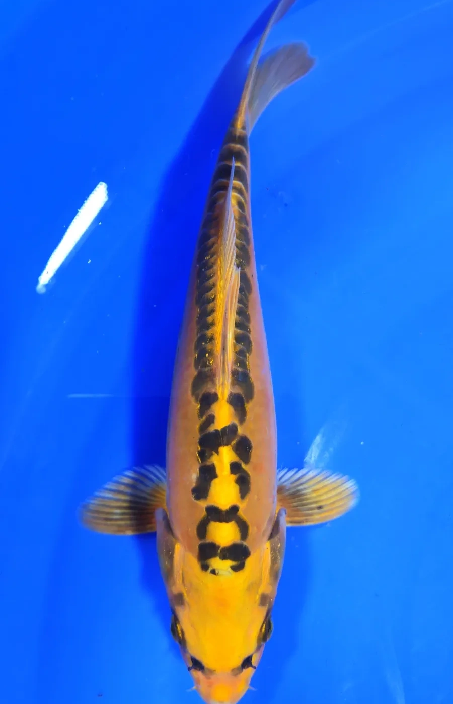 Koi Web Auction No 3 - October 2026 koi 3