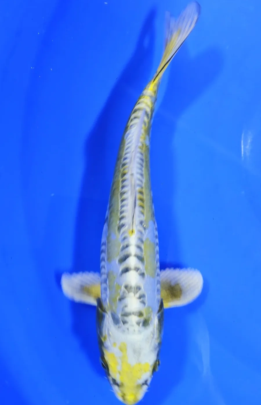 Koi Web Auction No 3 - October 2026 koi 4