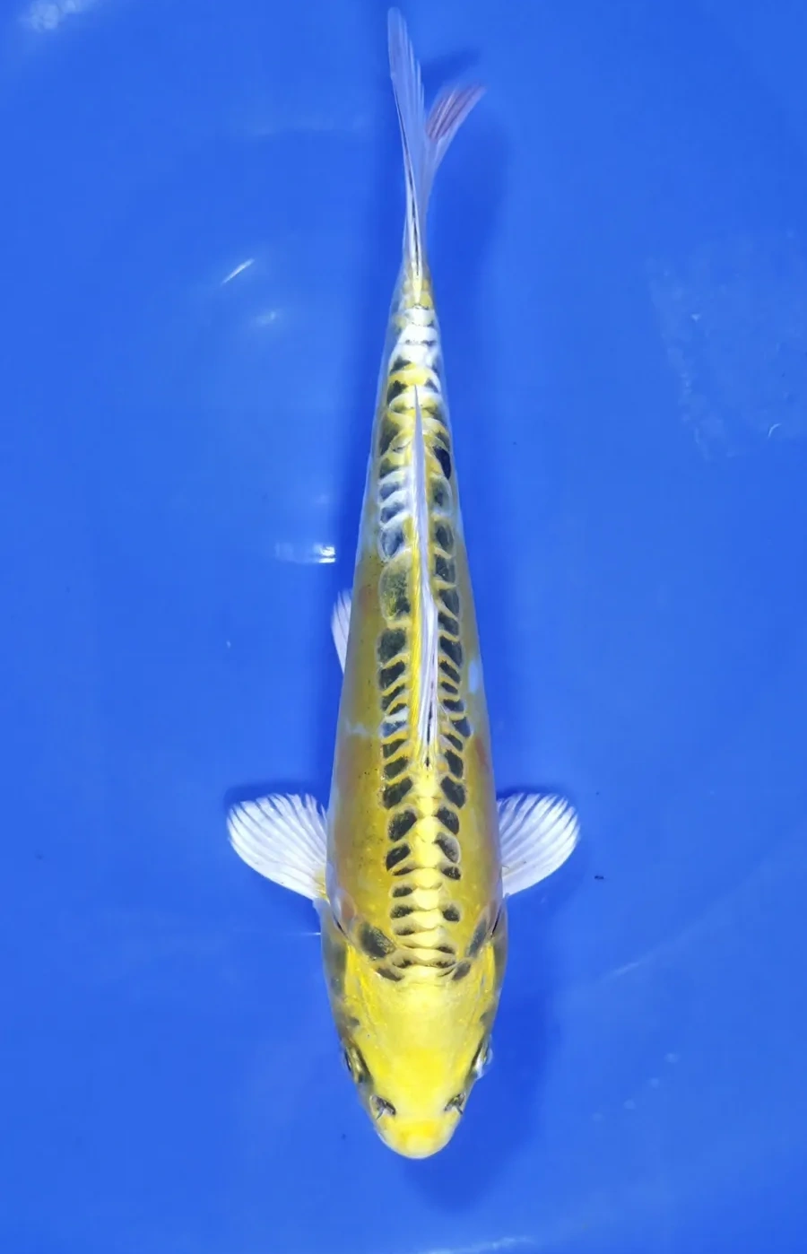 Koi Web Auction No 1 - June 2026 koi 1