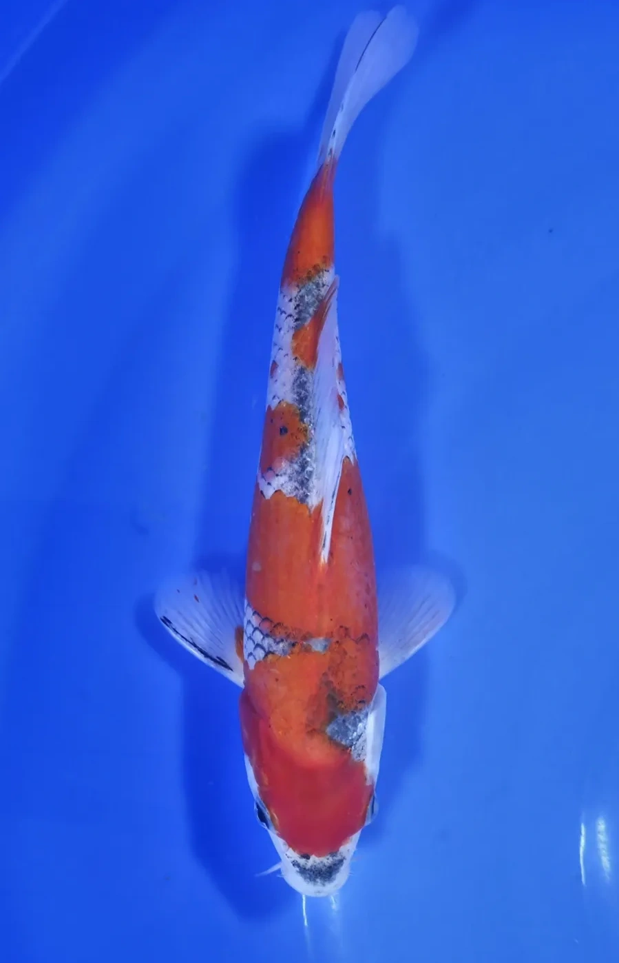 Koi Web Auction No 1 - June 2026 koi 2
