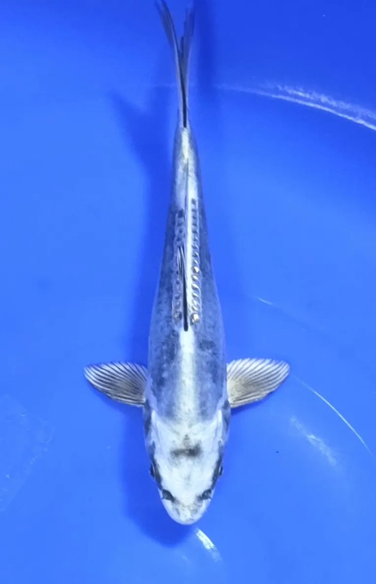 Koi Web Auction No 1 - June 2026 koi 3