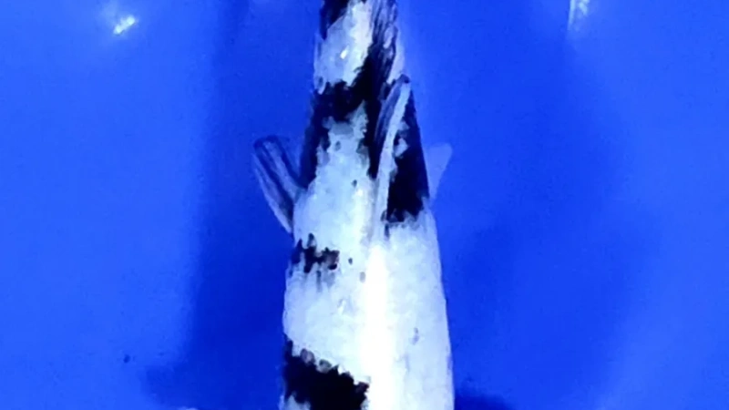 Koi Web Auction No 2 - July 2026